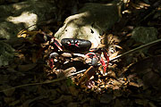 Picture 'Cub1_2_05360 Crab, Red Land Crab, Cuba'